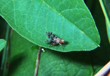 Trypetoptera punctulata (Sciomyzidae)